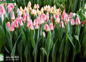 Tulipa Pulitzer (1)